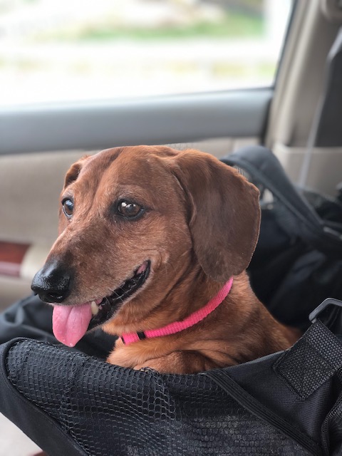 Cinnamon enjoying a car ride